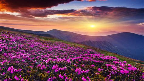 microsoft wallpaper download windows 10.